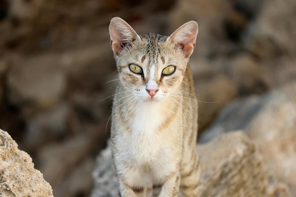 Das Geheimnis der perfekten Pesto Genovese: So zauberst du ein klassisches Basilikum-Pesto mit Pinienkernen!